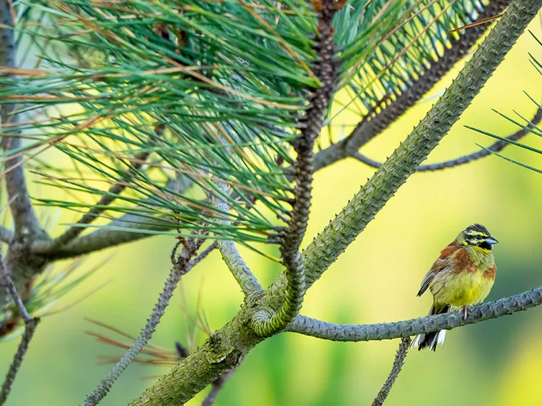 Obiektyw Olympus M.Zuiko Digital ED 100-400 mm f/5.0‑6.3 IS