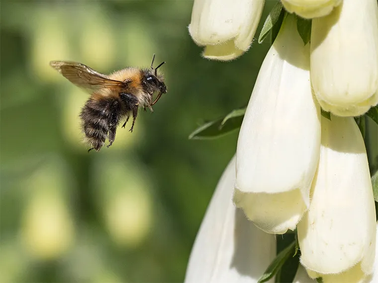 Obiektyw Olympus M.Zuiko Digital ED 100-400 mm f/5.0‑6.3 IS
