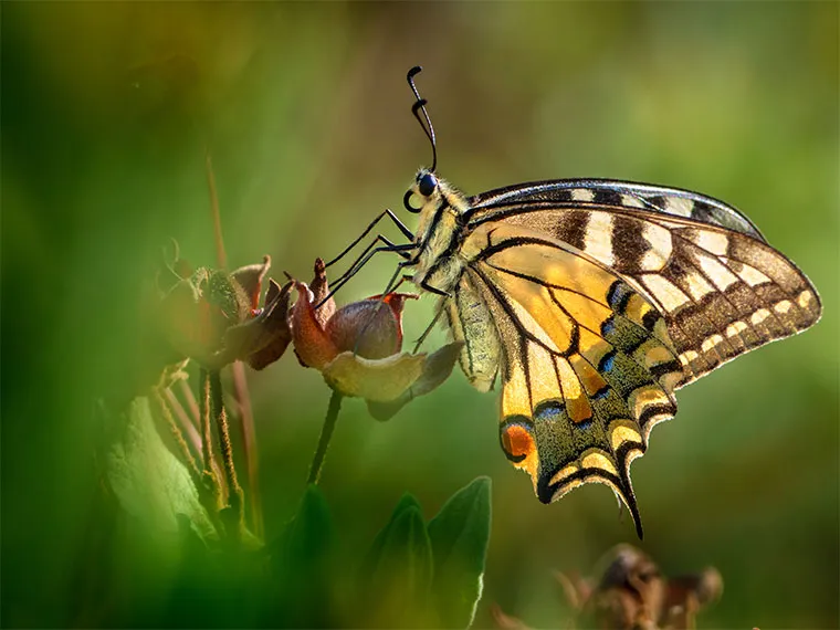 Obiektyw Olympus M.Zuiko Digital ED 100-400 mm f/5.0‑6.3 IS