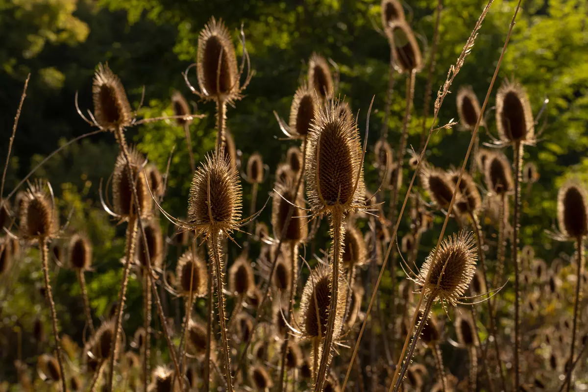 Obiektyw Sigma 24-70 mm f/2.8 DG DN Art / Sony E // Najlepszy standardowy obiektyw zoom do bezlusterkowca TIPA 2020 //