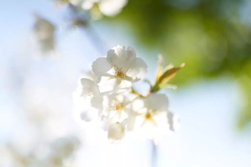 Obiektyw Sigma 35 mm f/1.2 DG DN Art / Sony E