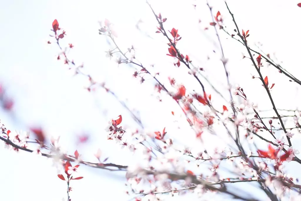 Obiektyw Sigma 35 mm f/1.2 DG DN Art / Sony E