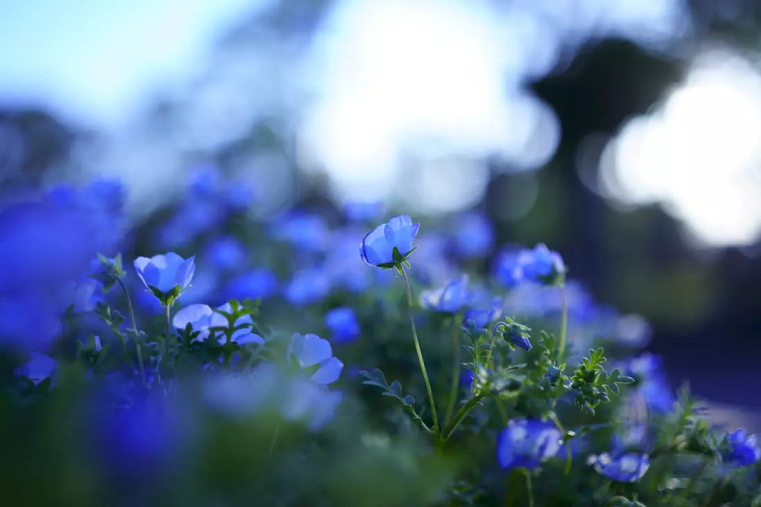 Obiektyw Sigma 35 mm f/1.4 DG DN Art / Sony E