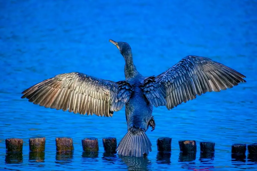 Obiektyw Sigma 60-600 mm f/4.5-6.3 DG DN OS Sports / Sony E