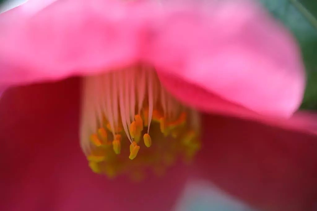 Obiektyw Sigma 70 mm f/2.8 DG Macro Art / Sony E