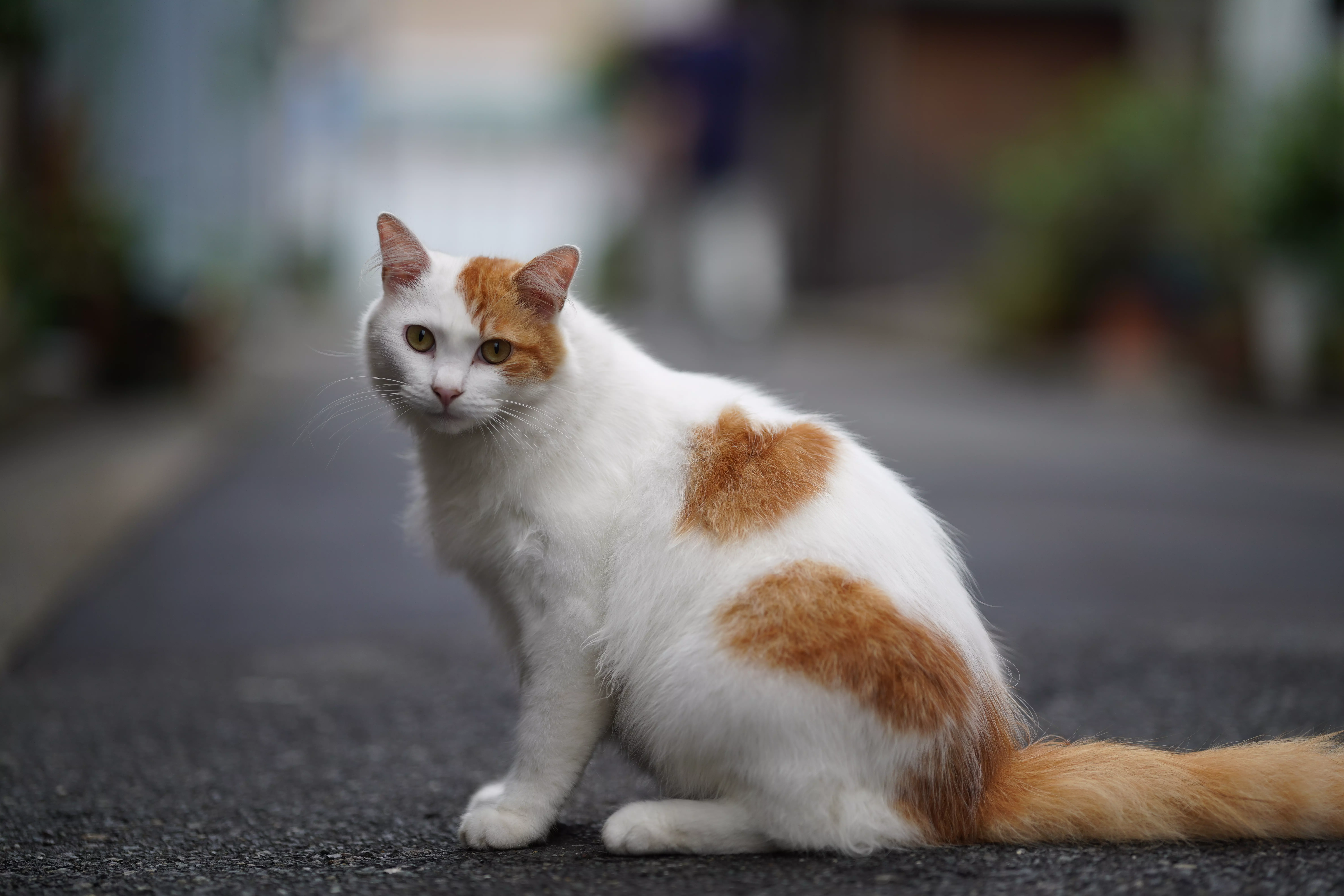 Obiektyw Sigma 85 mm f/1.4 ART DG DN / Sony E