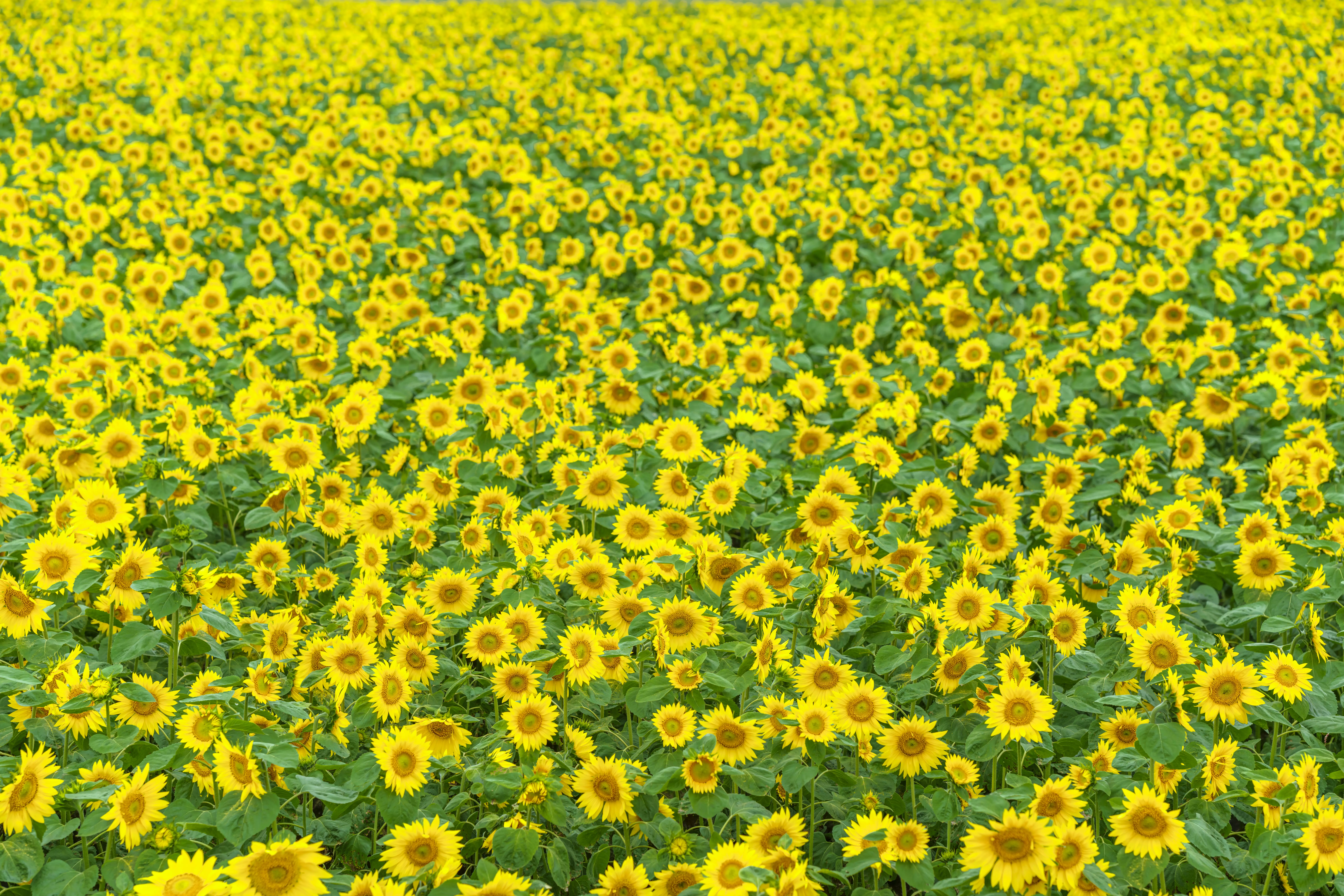 Obiektyw Sigma 85 mm f/1.4 ART DG DN / Sony E