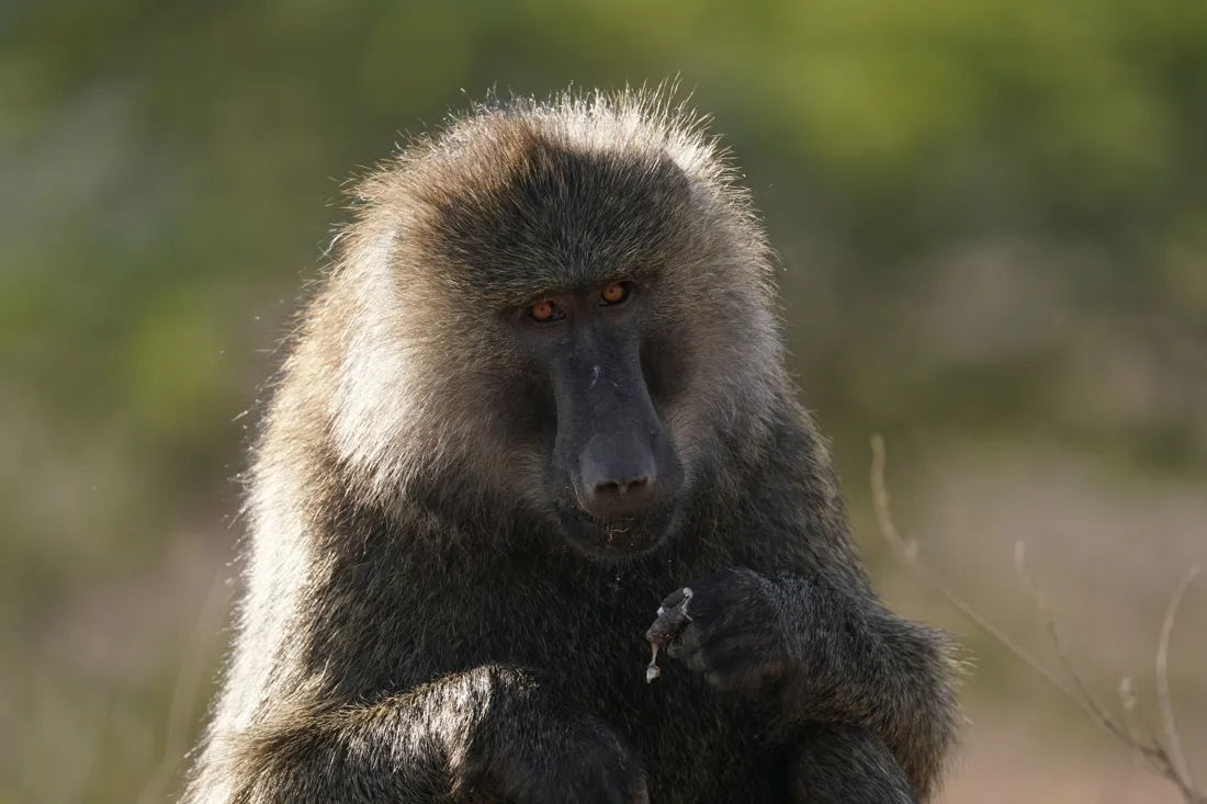 Sony FE 200-600 mm f/5.6-6.3 G OSS 