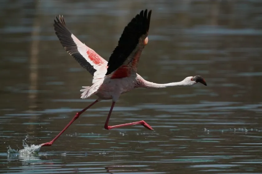 Sony FE 200-600 mm f/5.6-6.3 G OSS 