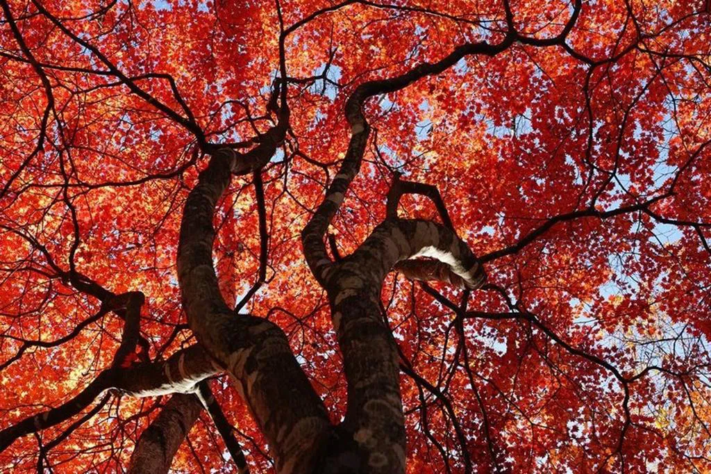 Sony FE PZ 28-135 mm f/4 G OSS