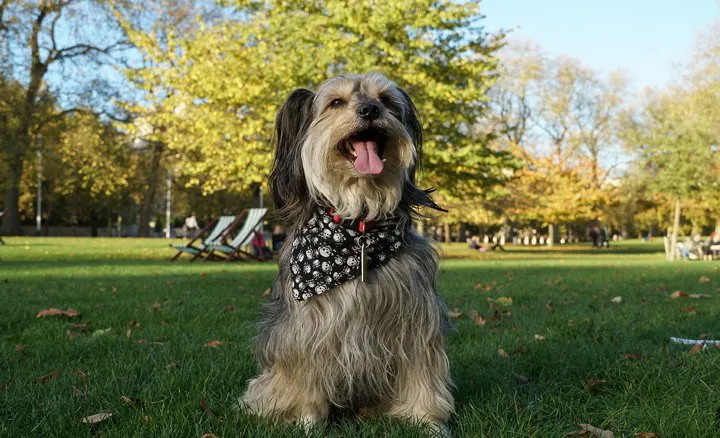 Sony E 18-135mm F3.5-5.6 OSS