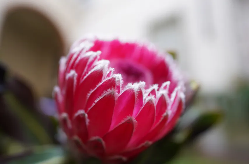 Sony FE 20 mm f/1.8 G