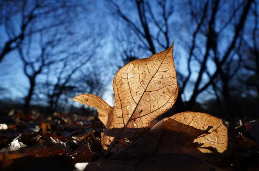 Sony FE PZ 16-35 mm f/4 G (SELP1635G.SYX