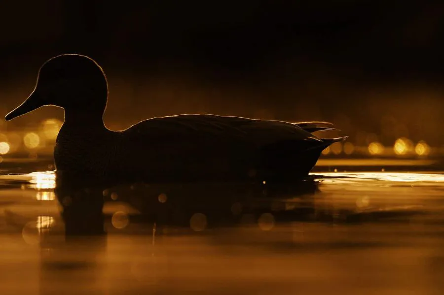 Nikon Nikkor Z 180-600 mm f/5.6-6.3 VR