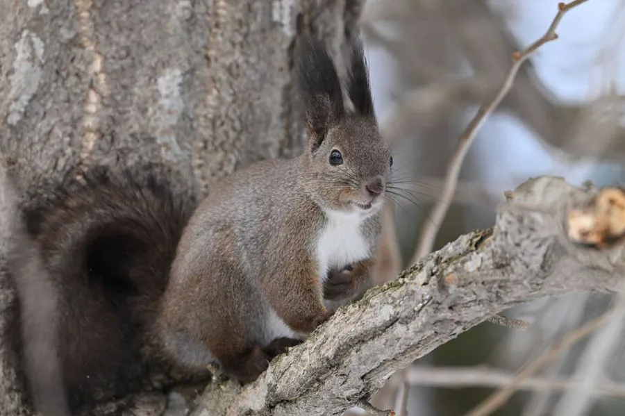 Nikon Nikkor Z 180-600 mm f/5.6-6.3 VR