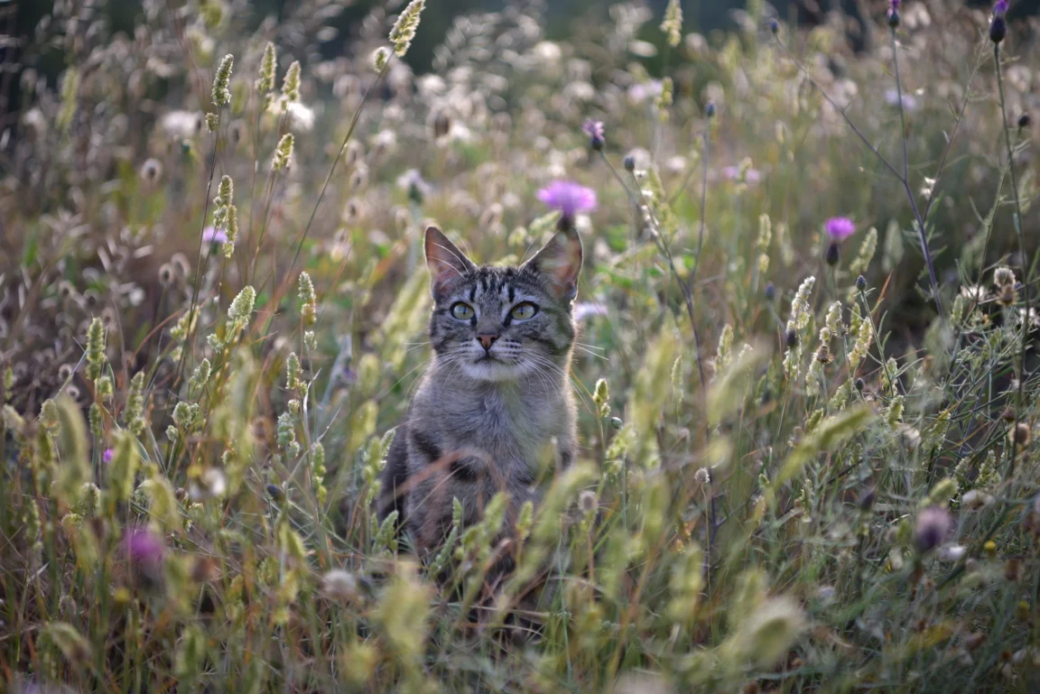 obiektyw-nikon-nikkor-24-70-mm-f-2-8e-ed-vr