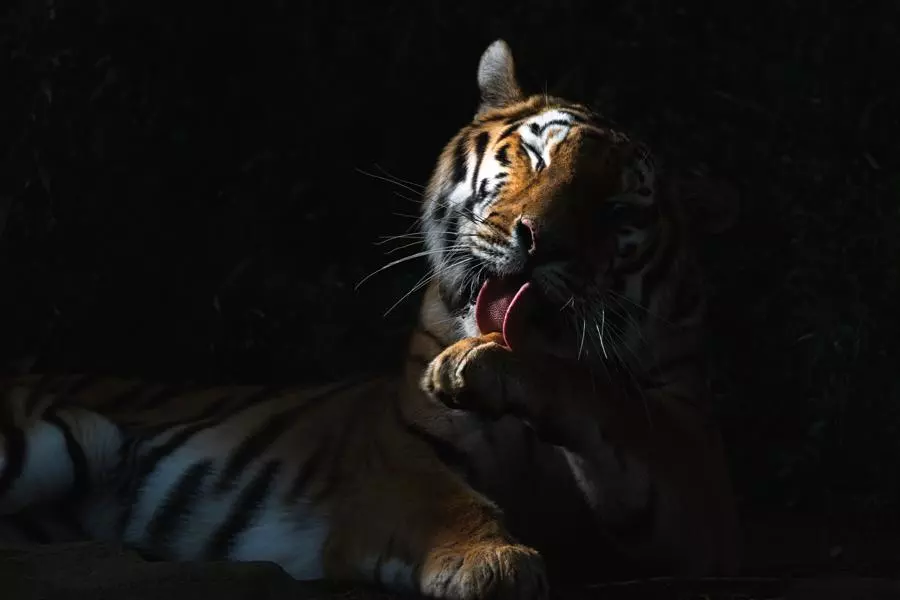 obiektyw-tamron-50-400-mm-f-4-5-6-3-di-iii-vc-vxd-a067-sony-e