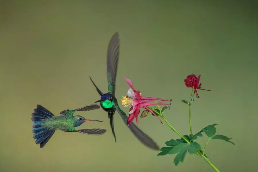 obiektyw-tamron-50-400-mm-f-4-5-6-3-di-iii-vc-vxd-a067-sony-e