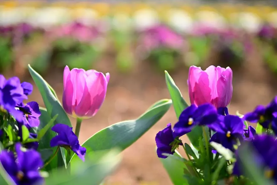 obiektyw-sigma-30-mm-f-1-4-dc-dn-contemporary-nikon-z