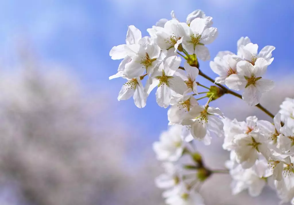 obiektyw-sigma-30-mm-f-1-4-dc-hsm-art-nikon