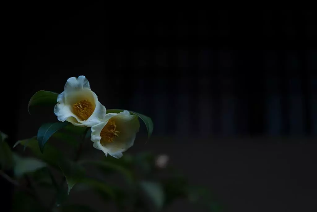 obiektyw-sigma-30-mm-f-1-4-dc-hsm-art-nikon