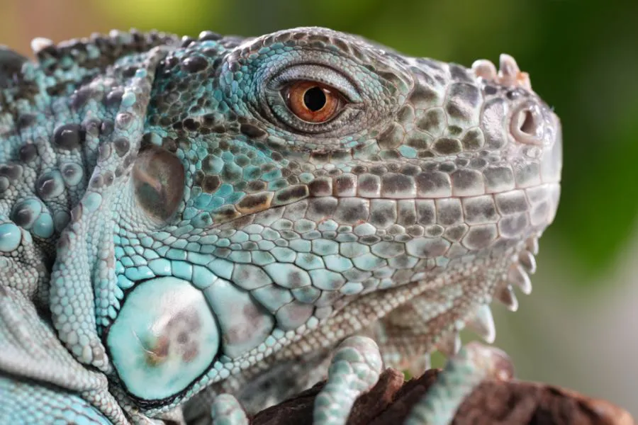 Sony FE 70-200 mm f/4 Macro G OSS II