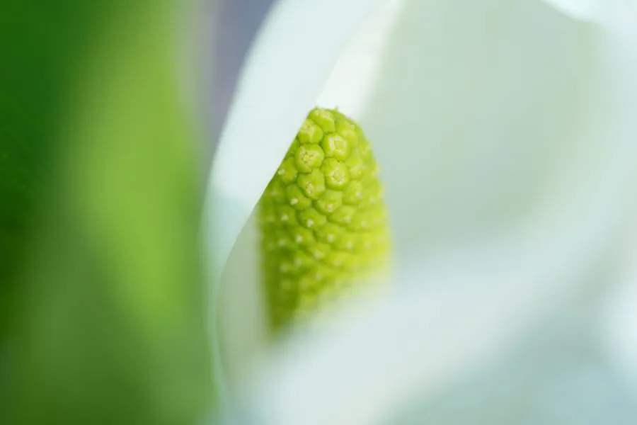 Sony FE 70-200 mm f/4 Macro G OSS II