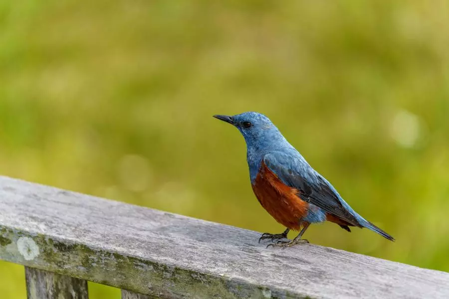 obiektyw-tamron-50-400-mm-f-4-5-6-3-di-iii-vc-vxd-a067-sony-e