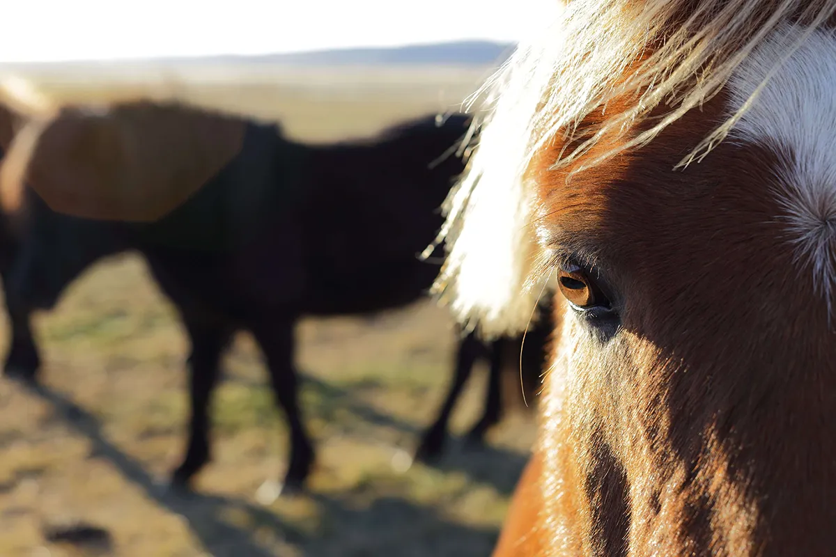 Canon EF 50 mm f/1.2L USM