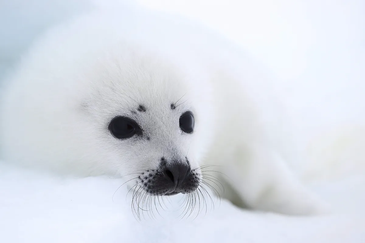 Canon EF 70-200 mm f/4L IS II USM