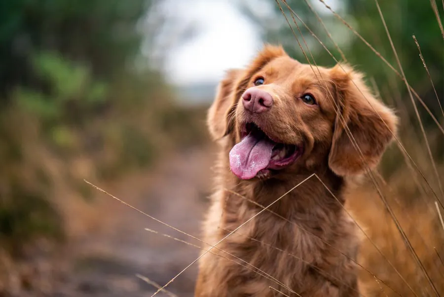 Canon EF 75-300mm f/4-5.6 III