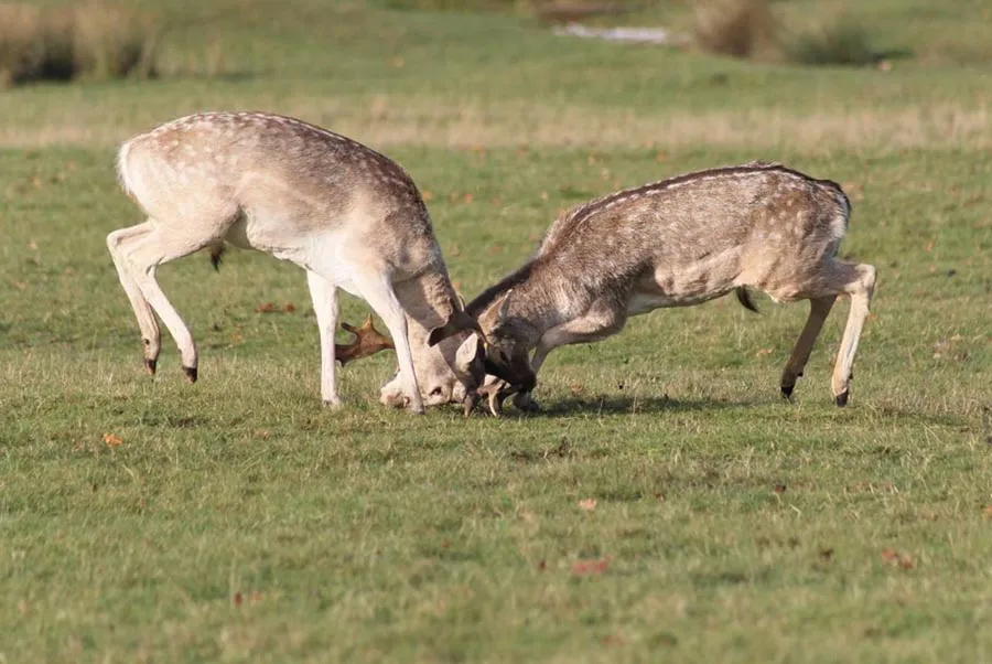 Canon EF 75-300mm f/4-5.6 III