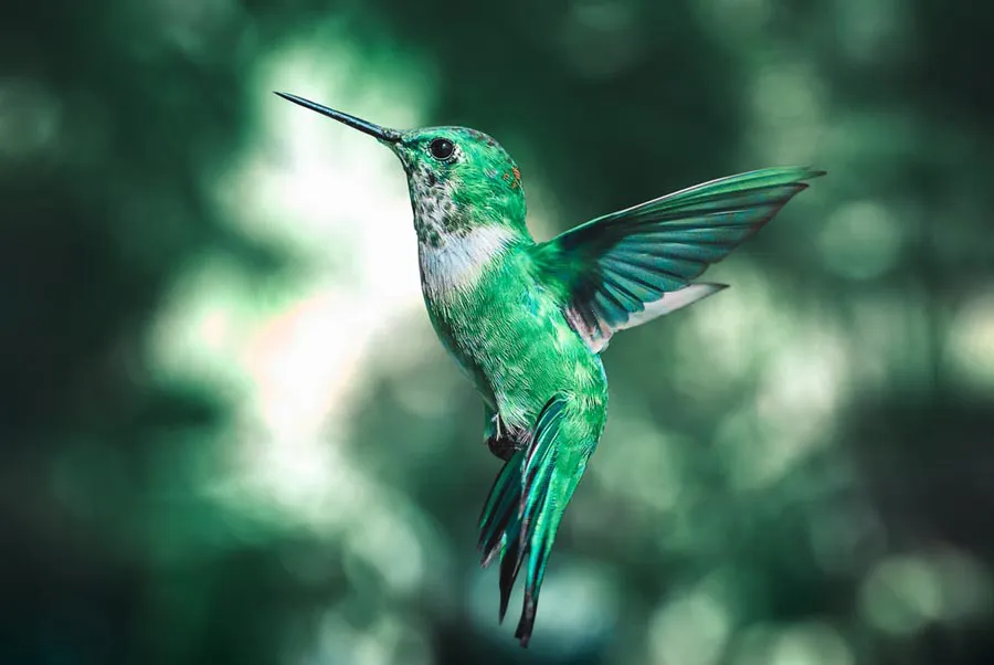 Canon EF 75-300mm f/4-5.6 III