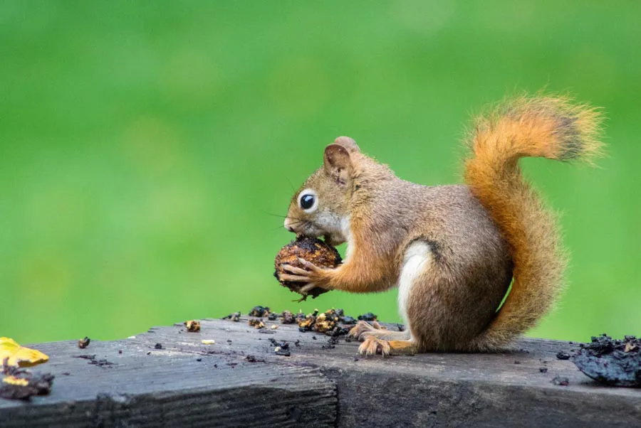 Canon EF 75-300mm f/4-5.6 III