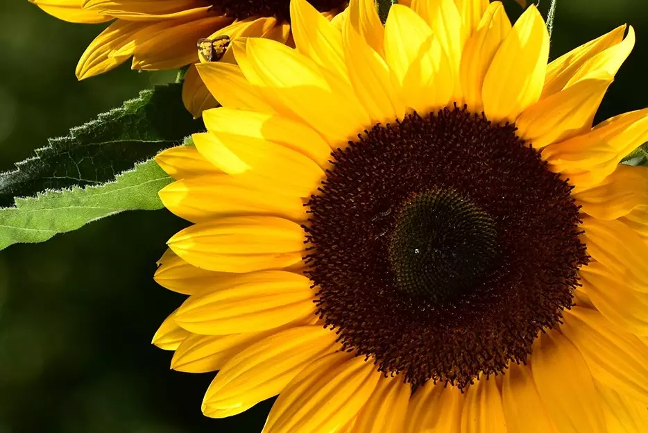 obiektyw-nikon-af-p-dx-nikkor-70-300mm-f-4-5-6-3g-ed-vr