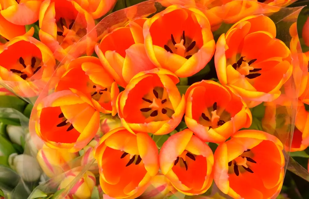 obiektyw-nikon-af-s-nikkor-24-85-mm-f-3-5-4-5-ed-vr