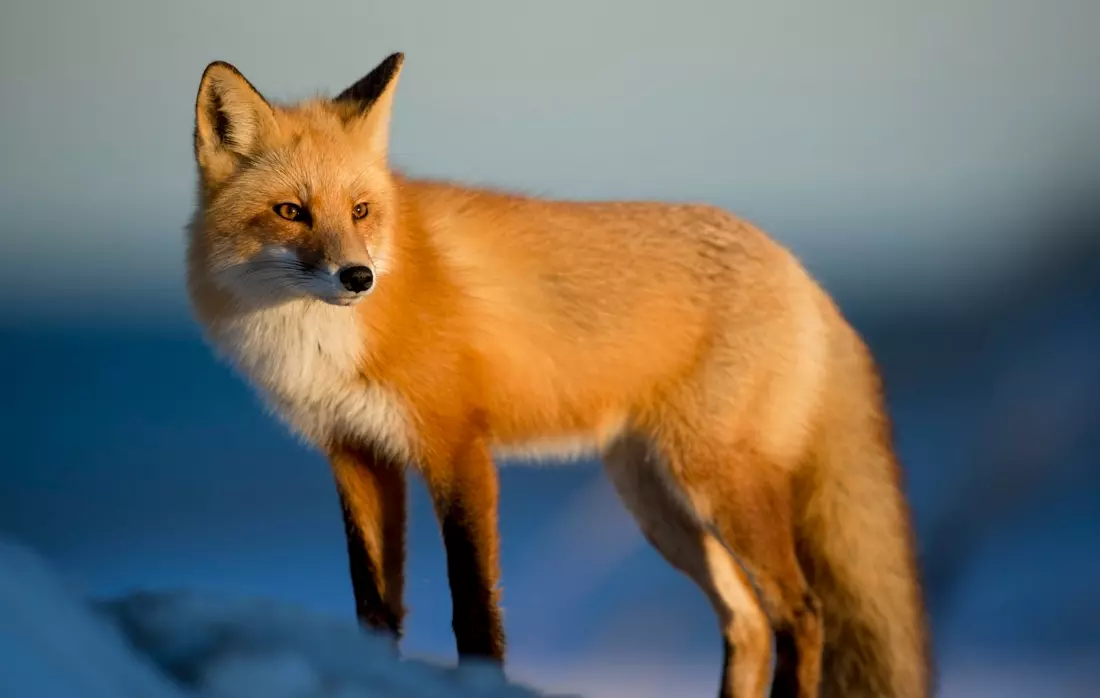 obiektyw-panasonic-45-150-mm-f-4-5-6-asph-mega-ois-hd-czarny