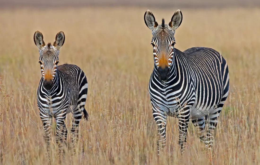 obiektyw-panasonic-45-150-mm-f-4-5-6-asph-mega-ois-hd-czarny