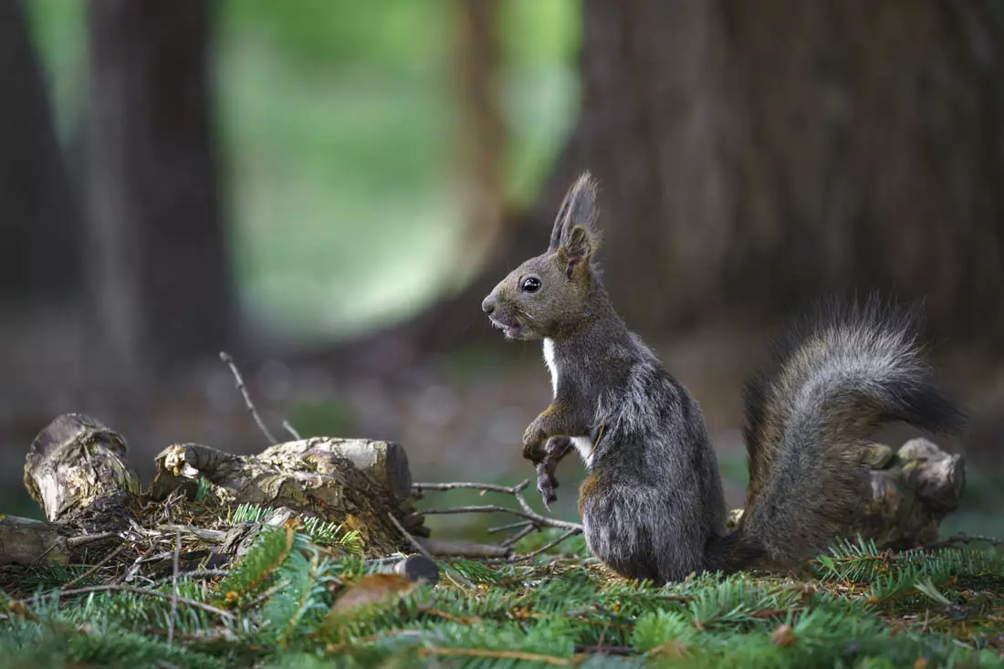 obiektyw-sigma-100-400-mm-f-5-6-3-dg-dn-os-contemporary-sony-e