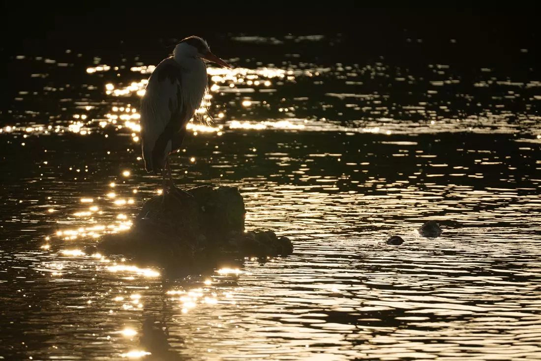 obiektyw-sigma-100-400-mm-f-5-6-3-dg-dn-os-contemporary-sony-e