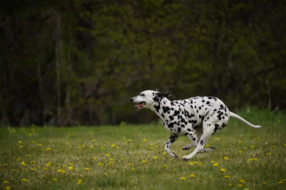 obiektyw-sigma-100-400-mm-f-5-6-3-dg-dn-os-contemporary-sony-e
