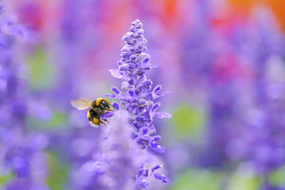 obiektyw-sigma-105-mm-f-2-8-dg-dn-macro-art-sony-e