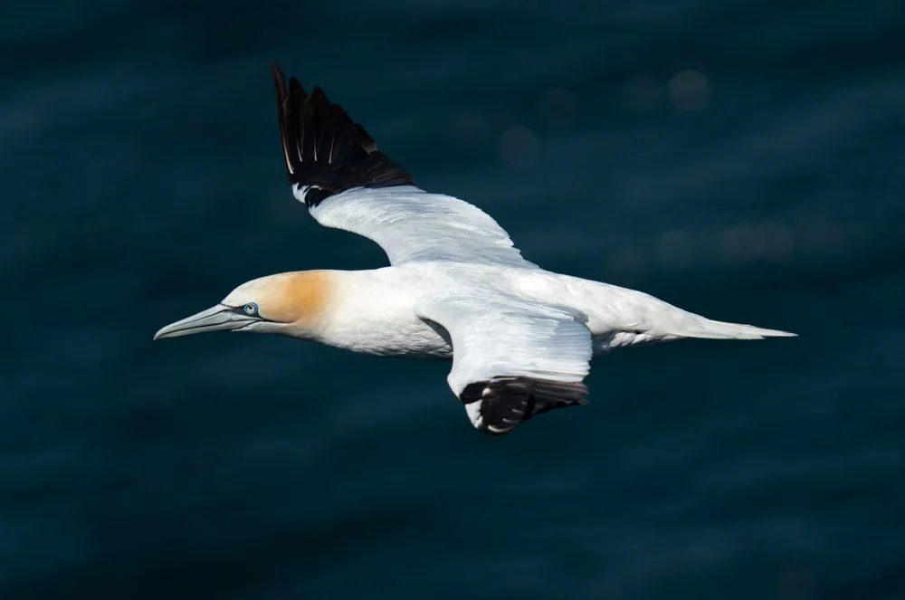 Obiektyw Sigma 150-600 mm f/5-6.3 DG DN OS Sports / Panasonic L