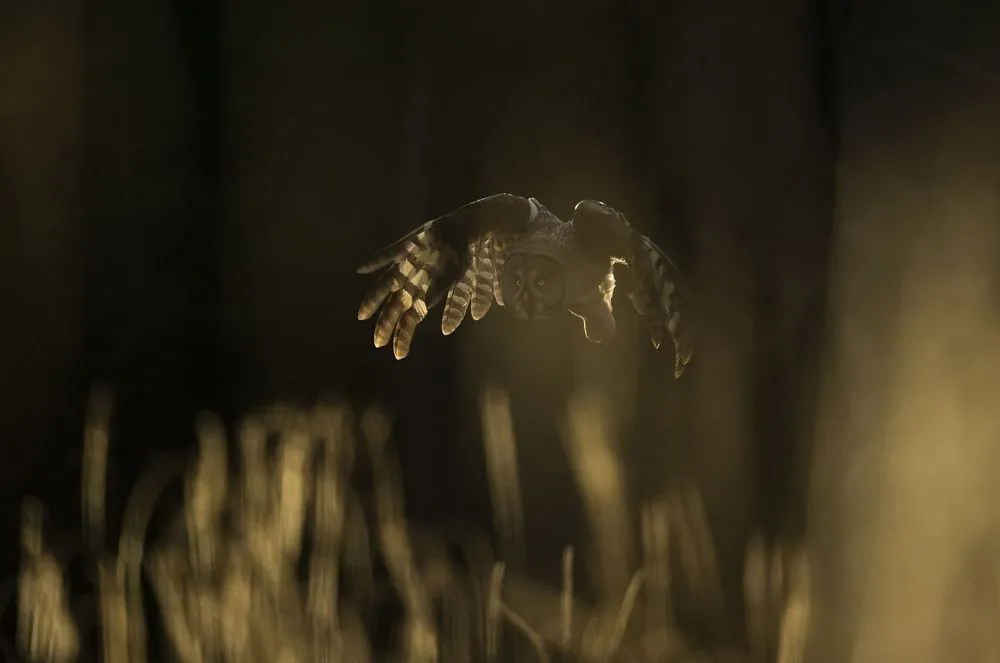 Obiektyw Sigma 150-600 mm f/5-6.3 DG DN OS Sports / Panasonic L