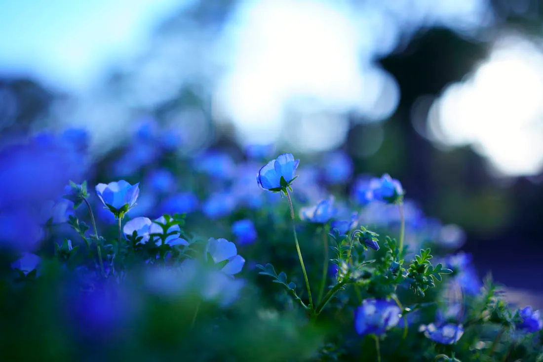 Sigma 35 mm f/1.4 DG DN Art / Panasonic L