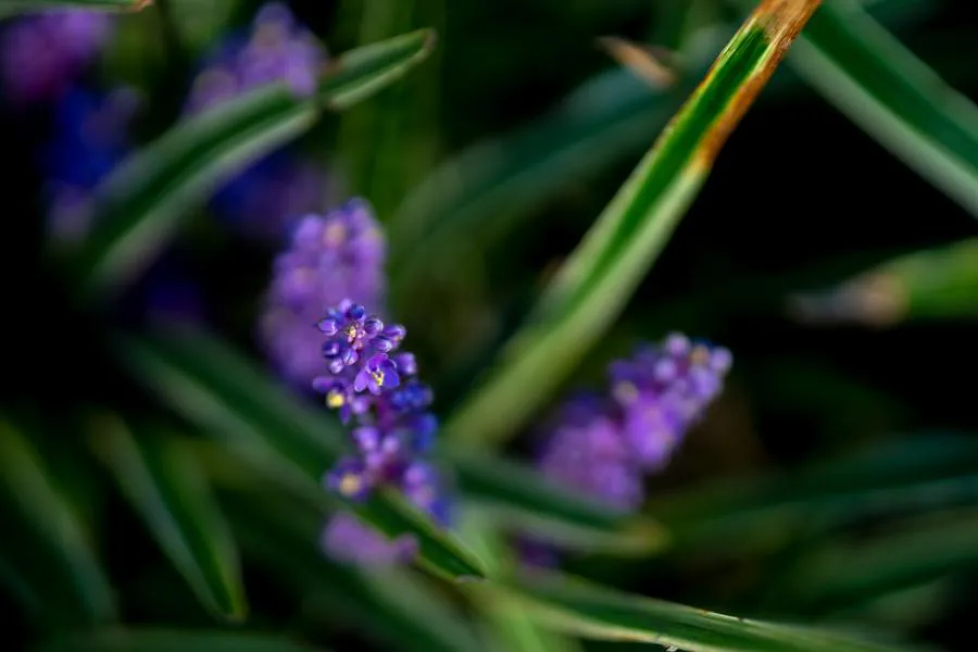 Obiektyw Sigma 56 mm f/1.4 DC DN Contemporary / FujiFilm X