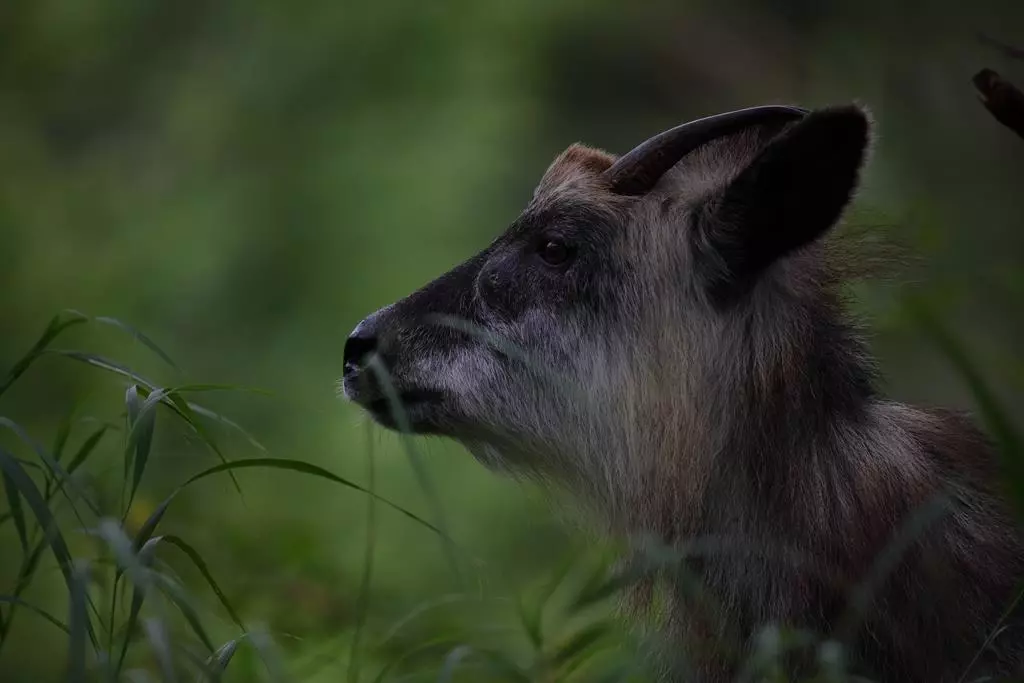 obiektyw-sigma-60-600-mm-f-4-5-6-3-dg-os-hsm-sport-nikon