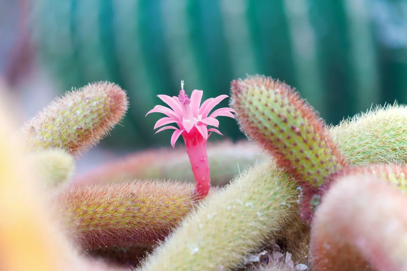 obiektyw-tamron-28-200mm-f-2-8-5-6-di-iii-rxd-a071-sony