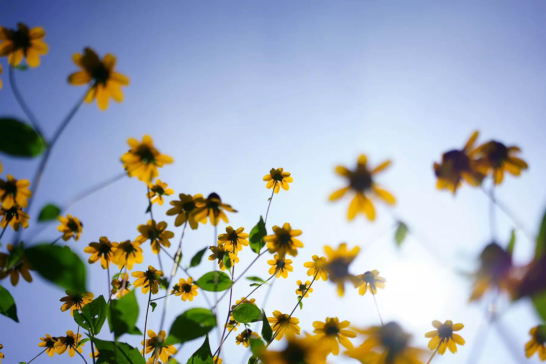 /obiektyw-tamron-35-mm-f-2-8-di-iii-osd-m1-2-f053-sony-e