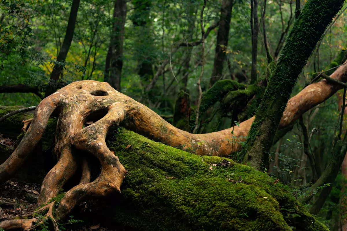 obiektyw-tamron-70-180mm-f-2-8-di-iii-vxd-a056-sony